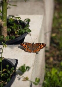 how to make a butterfly garden