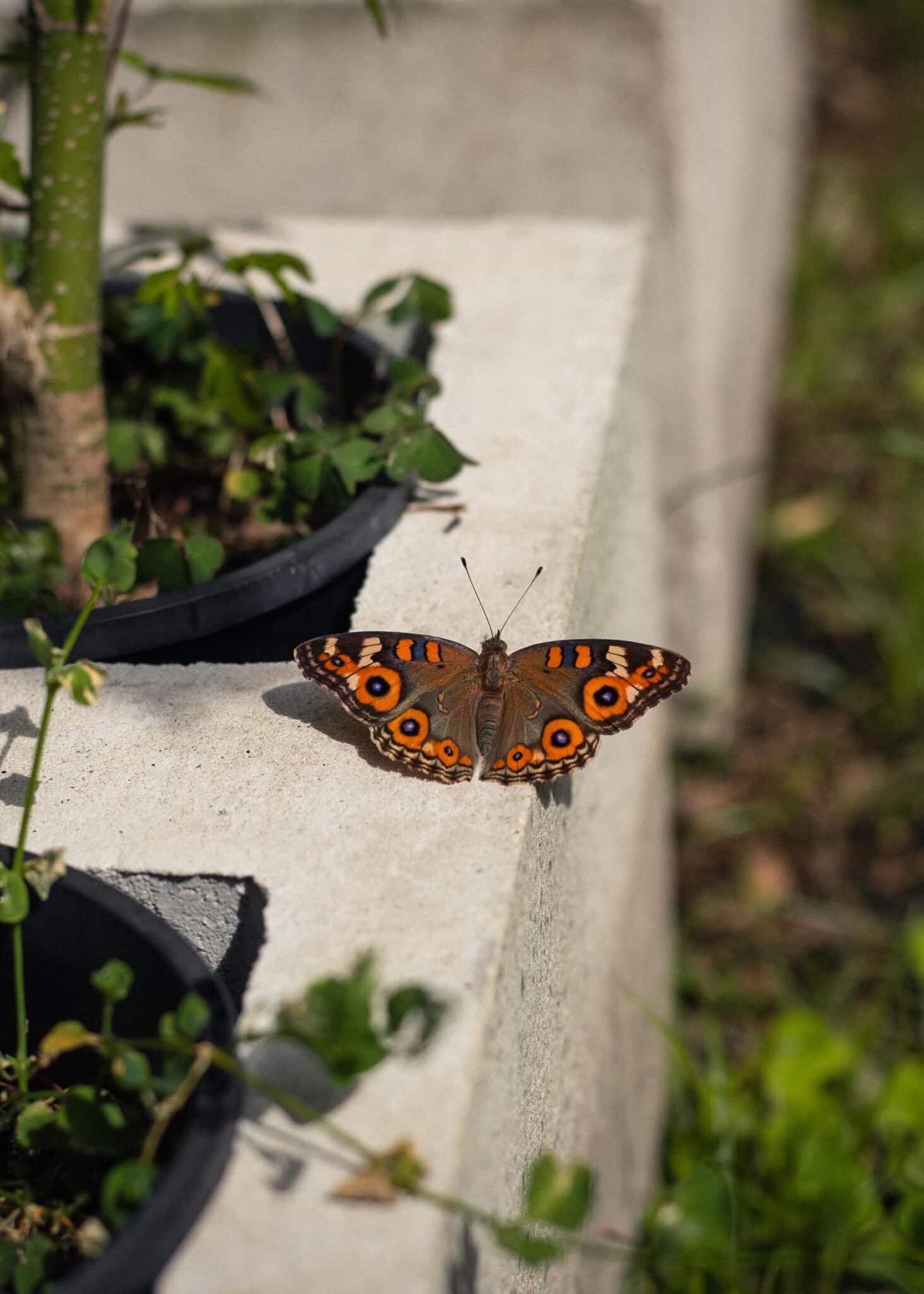 how to make a butterfly garden