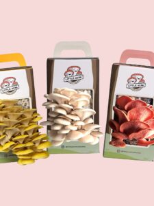 mushroom grow kit australia