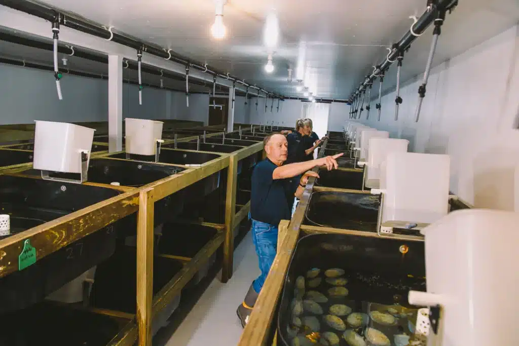 arapawa ethical pearl farm